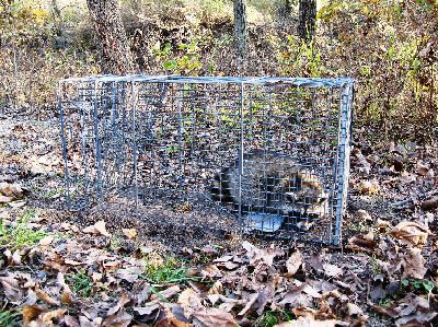 Raccoon in Live Capture Trap