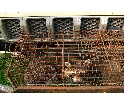 Raccoon in live trap