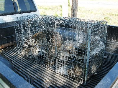 Raccoon in Live Capture Trap