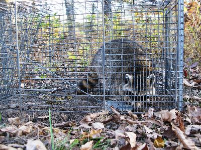 Raccoon in Live Capture Trap