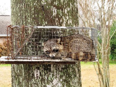 Raccoon in live capture trap
