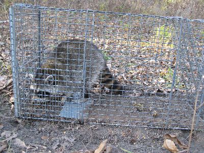 Raccoon in Live Capture Trap