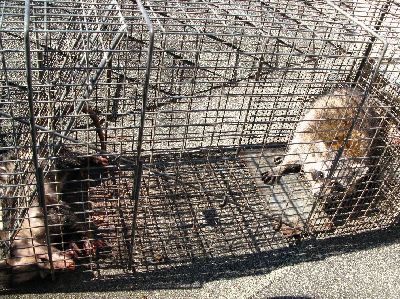 Raccoon in live capture trap