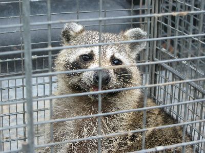 Raccoon in Live Capture Trap