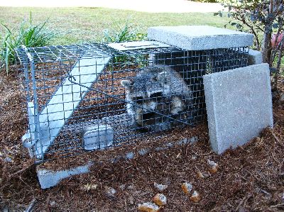 Raccoon in live capture trap
