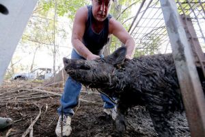Trapper John wrestles a feral hog out of a trap.