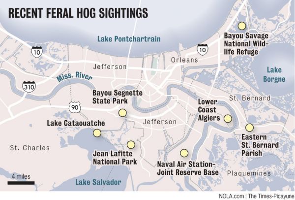 Feral Pig sightings in the New Orleans area.