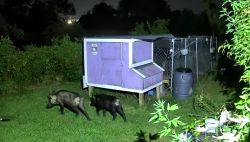 Feral Hogs in Kenner