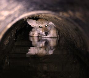Coyote in a pipe