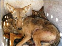 Two captured coyotes in Slidell, Louisiana